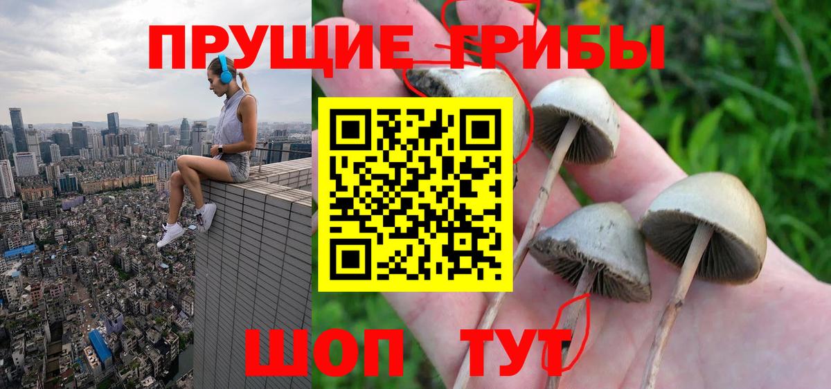 Губкинский  Псилоцибиновые грибы Psilocybine cubensis  Вход с VPN  Галлюциногенные грибы мухоморы 
